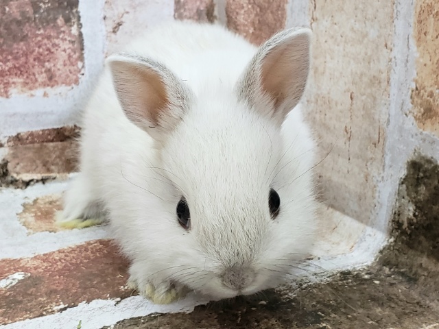 ドワーフラビット