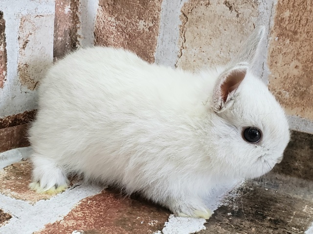 ドワーフラビット