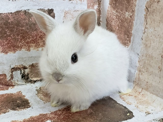 ドワーフラビット