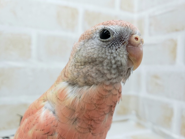 アキクサインコ（秋草インコ）