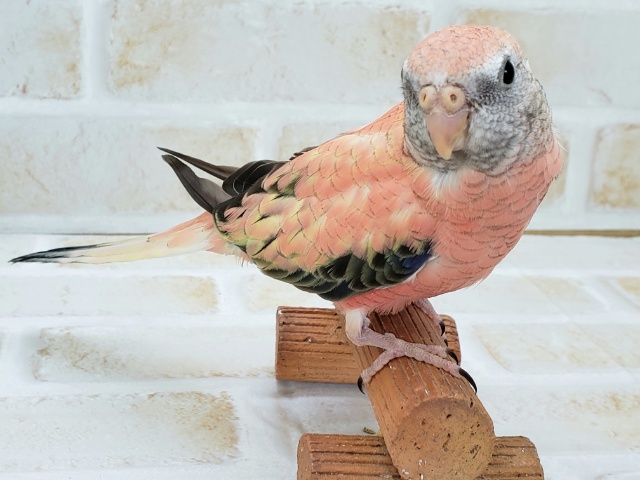 アキクサインコ（秋草インコ）