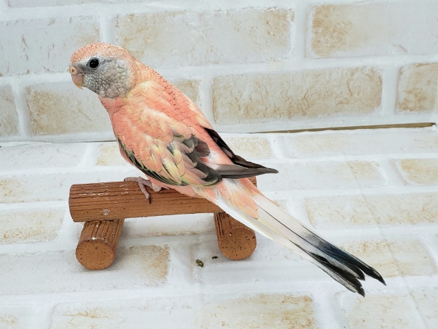 アキクサインコ（秋草インコ）