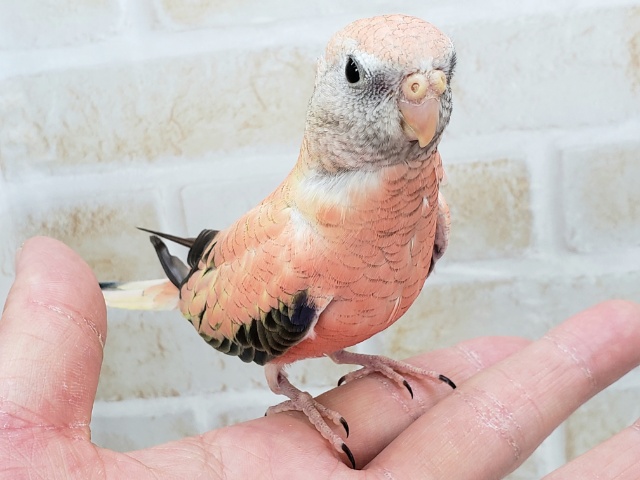 アキクサインコ（秋草インコ）