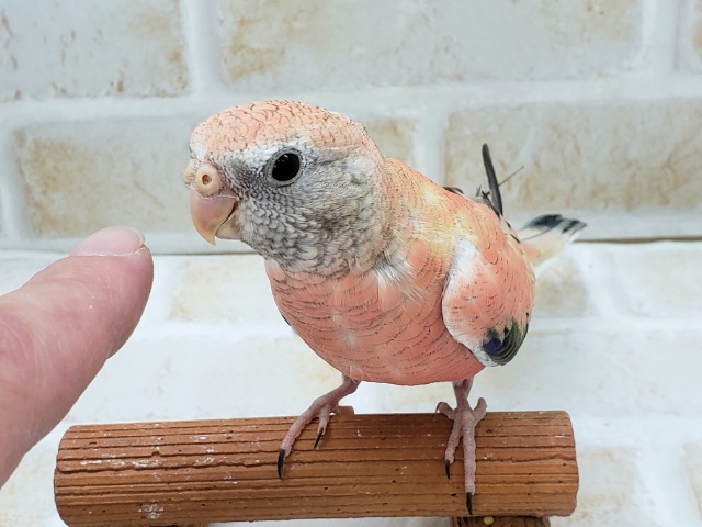 アキクサインコ（秋草インコ）