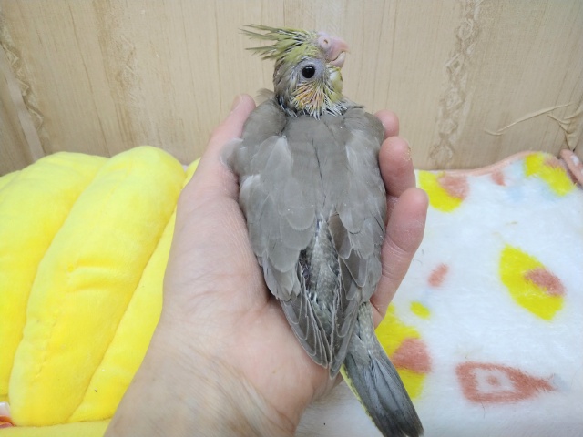 オカメインコ