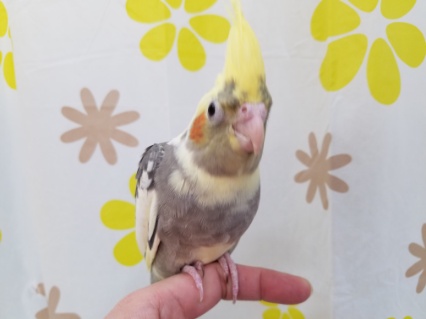 オカメインコ