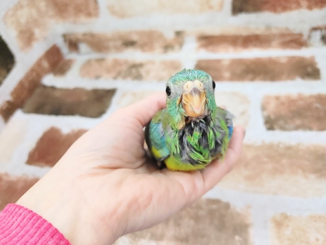 ビセイインコ（美声インコ）