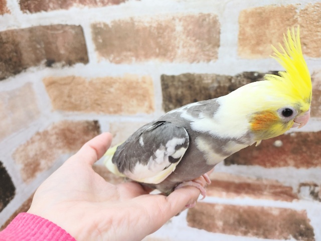 オカメインコ
