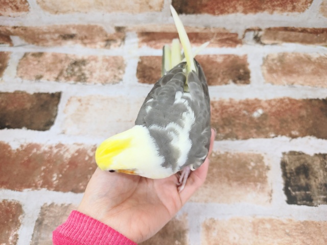 オカメインコ
