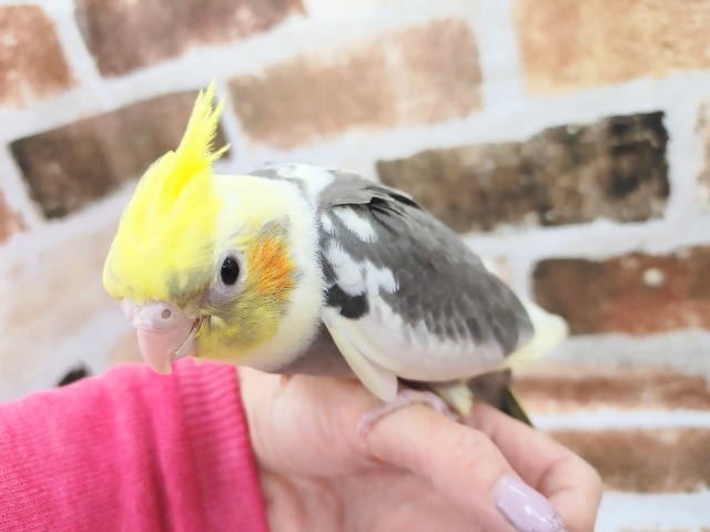 オカメインコ