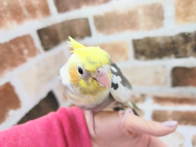 オカメインコ