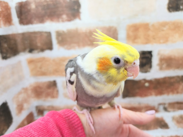 オカメインコ