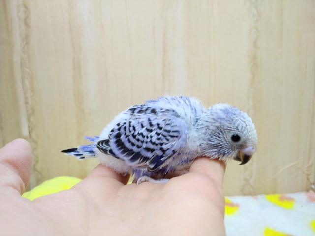 フジ色カラーのセキセイインコヒナが来ました! セキセイインコ