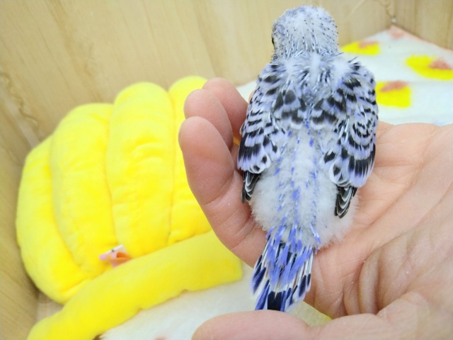 フジ色カラーのセキセイインコヒナが来ました! セキセイインコ