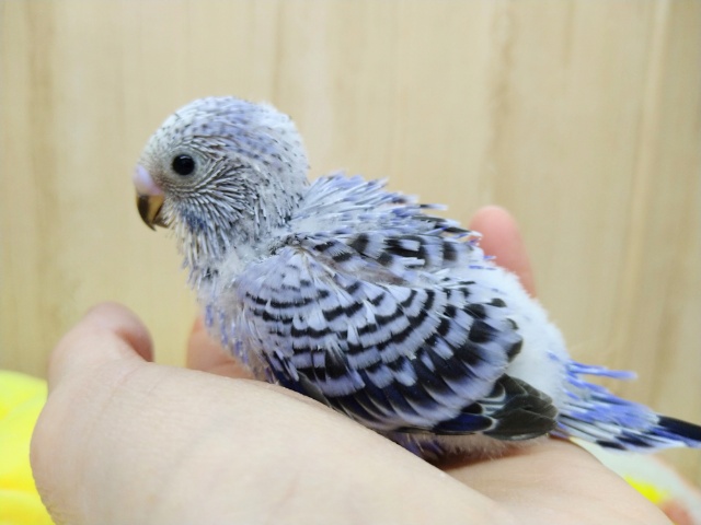 フジ色カラーのセキセイインコヒナが来ました! セキセイインコ