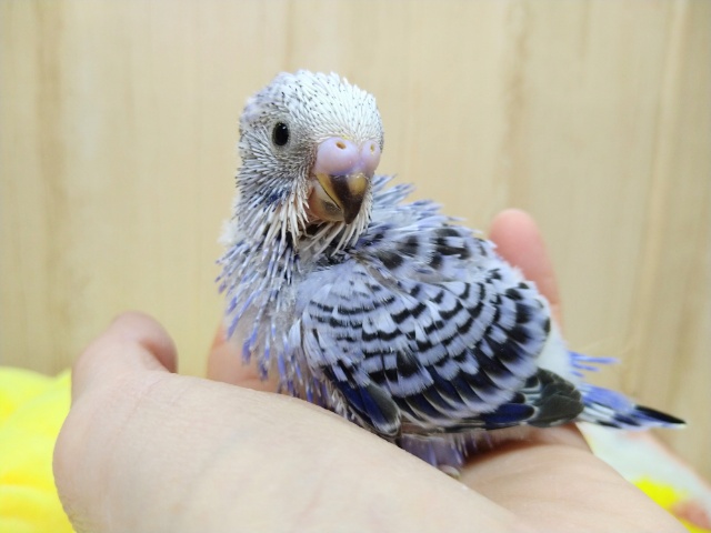 フジ色カラーのセキセイインコヒナが来ました! セキセイインコ