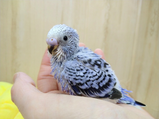 フジ色カラーのセキセイインコヒナが来ました! セキセイインコ