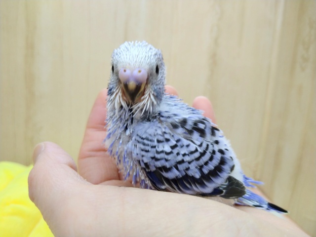 フジ色カラーのセキセイインコヒナが来ました! セキセイインコ