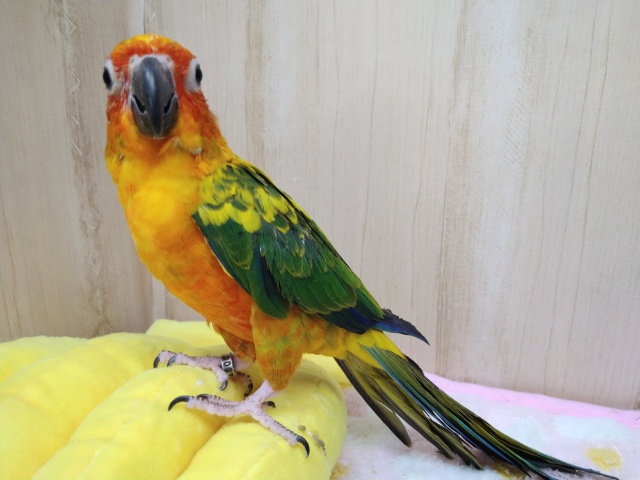 コガネメキシコインコ