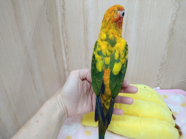 コガネメキシコインコ