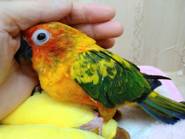 コガネメキシコインコ