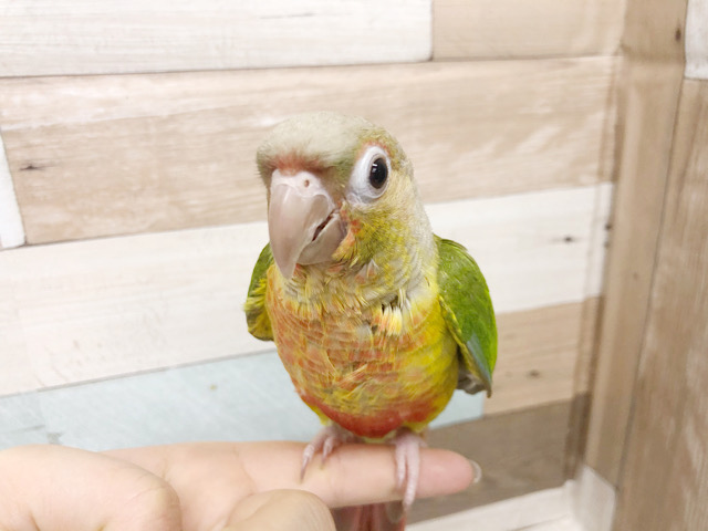 アカオウロコインコ