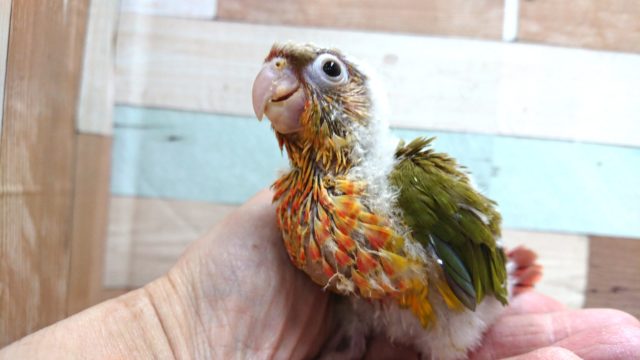 アカオウロコインコ