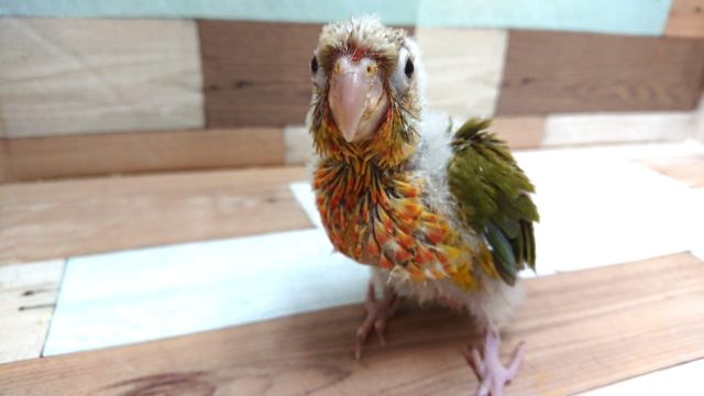 アカオウロコインコ