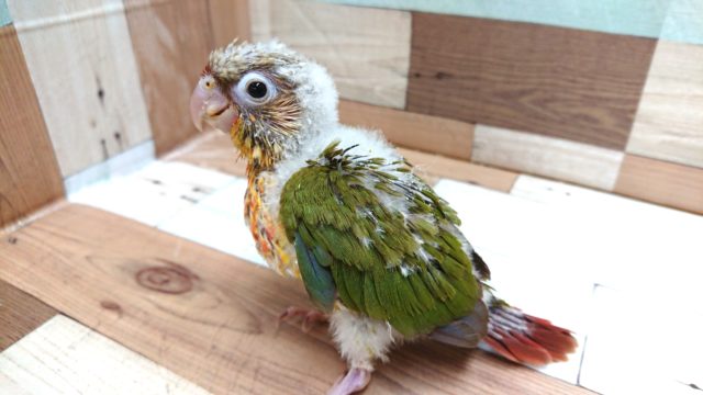アカオウロコインコ