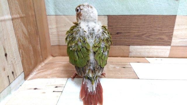 アカオウロコインコ