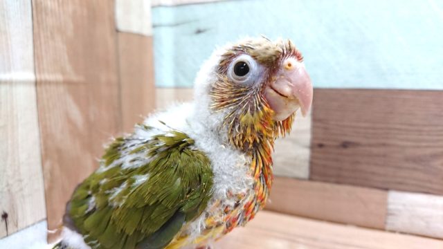 アカオウロコインコ