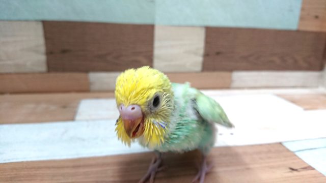セキセイインコ