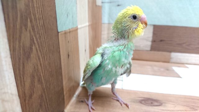 セキセイインコ