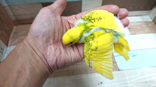 セキセイインコ