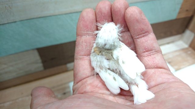 ほわほわのあほアホ毛がたまらなく可愛い☆キンカチョウ~~ 錦花鳥(キンカチョウ)