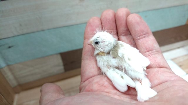 ほわほわのあほアホ毛がたまらなく可愛い☆キンカチョウ~~ 錦花鳥(キンカチョウ)