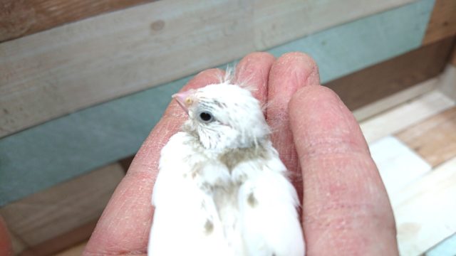 ほわほわのあほアホ毛がたまらなく可愛い☆キンカチョウ~~ 錦花鳥(キンカチョウ)