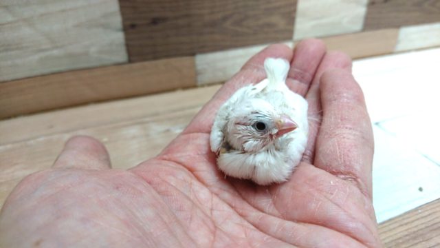 ほわほわのあほアホ毛がたまらなく可愛い☆キンカチョウ~~ 錦花鳥(キンカチョウ)
