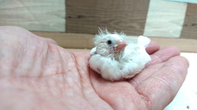 ほわほわのあほアホ毛がたまらなく可愛い☆キンカチョウ~~ 錦花鳥(キンカチョウ)