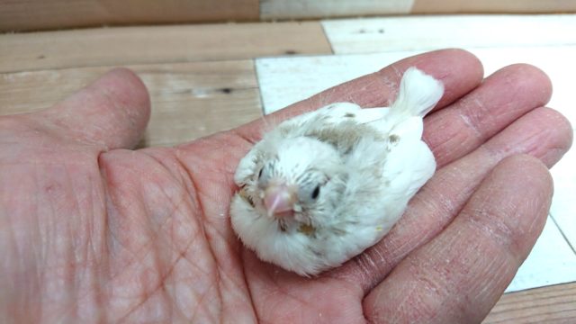 ほわほわのあほアホ毛がたまらなく可愛い☆キンカチョウ~~ 錦花鳥(キンカチョウ)