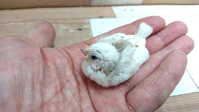 ほわほわのあほアホ毛がたまらなく可愛い☆キンカチョウ~~ 錦花鳥(キンカチョウ)