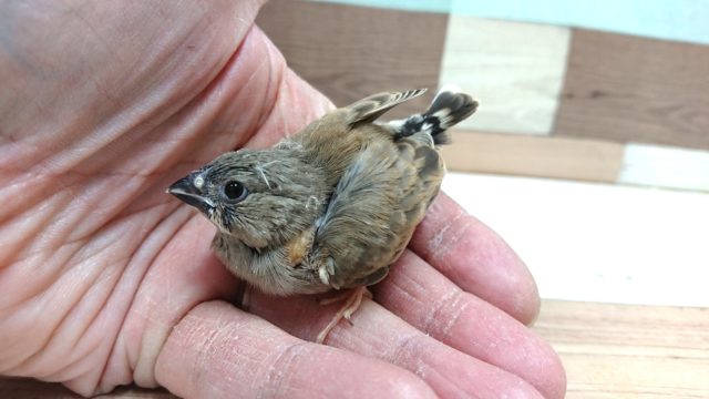 錦花鳥（キンカチョウ）