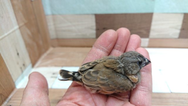 錦花鳥（キンカチョウ）