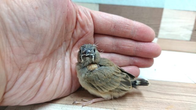 錦花鳥（キンカチョウ）