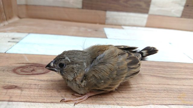 錦花鳥（キンカチョウ）