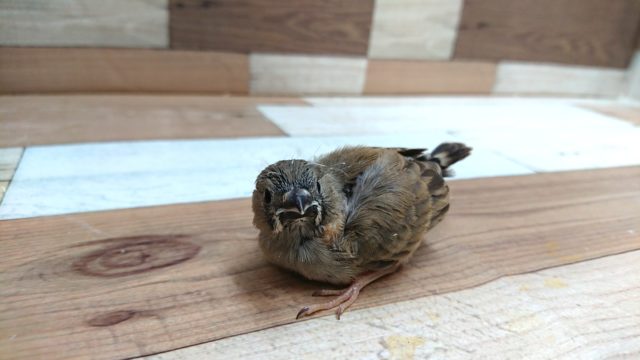 錦花鳥（キンカチョウ）