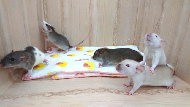 ファンシーラット