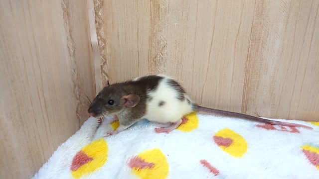 ファンシーラット