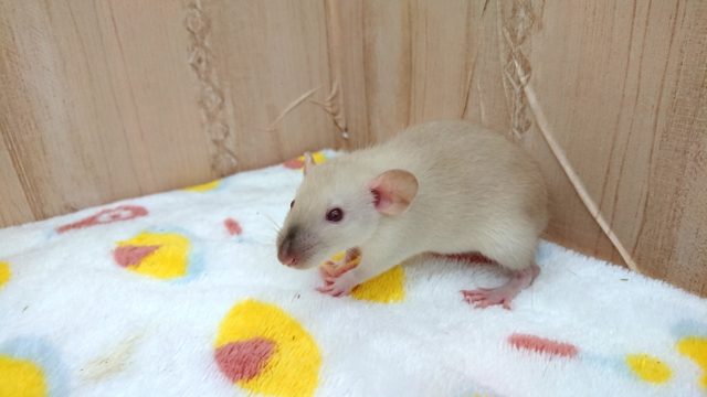 ファンシーラット