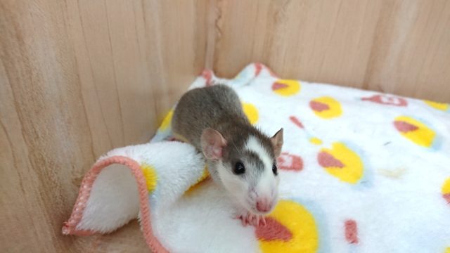 ファンシーラット